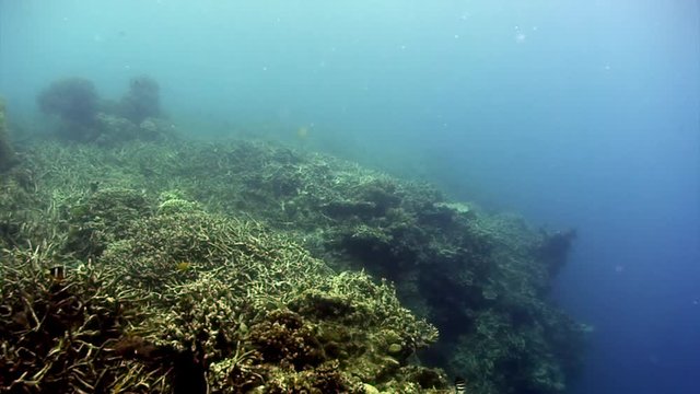Underwater white tropical coral Gorgonaria on seabed in marine life of Philippine Sea. Macro relaxing video about coral reef and wildlife in undewater sea and ocean life.