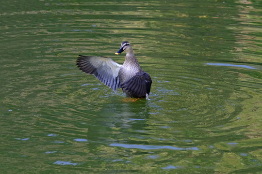 Eastern Spot Billed Duck