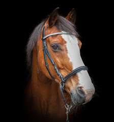 Black Photo Portrait of a friendly looking Dutch warmblood dressage horse looking to the right, isolated on a black background