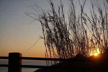 atardecer playa mar plantas
