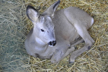 Fawn in the manger