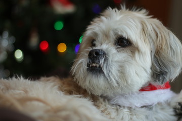 Cute Dog by Christmas tree