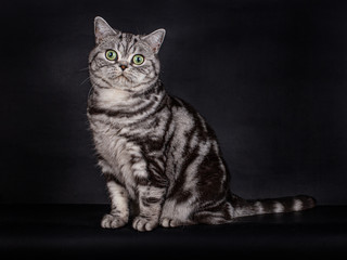 Fototapeta na wymiar Cute looking Black Silver Tabby blotched British Shorthair Cat with green eyes, sitting, looking direct into the lens, isolated on a black background