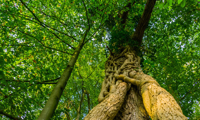 closeup of a fused tree trunk in the liesbos forest of breda, the netherlands, trees growing...