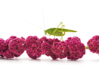Green grasshopper on amaranth flower.