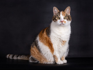 Fototapeta premium Sitting domestic tortoiseshell cat with white, black and red, looking straight at the camera, isolated on black background 