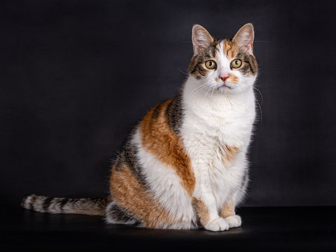 Sitting domestic tortoiseshell cat with white, black and red, looking straight at the camera, isolated on black background	