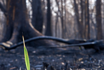 A solitary blade of new grass, emerging from the charred, bare and blackened landscape, of bushfire ravaged forest. The vivid green, catching the morning sunlight; contrasted with the dark background.