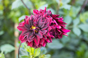 Obraz premium Dark Red Flower Close Up