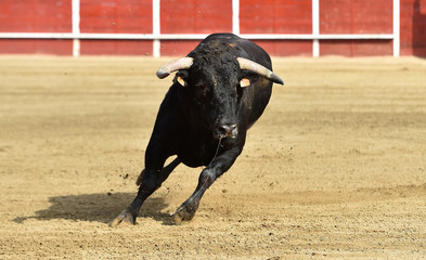 toro en españa con grandes cuernos en una plaza de toros