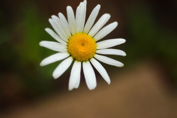 Obraz premium Close Up Daisy