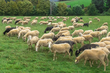 Fototapeta premium Flock of sheep. Artiodactyl animals in the pasture. Green meadow. Sheep, rams and lambs. Rural landscape. White sheep's wool. Livestock grazing on nature.