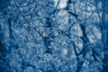 Blossoming classic blue bird cherry. Flowers monochrome bird cherry tree. Classic blue branch of bird cherry in front of blue sky. Copy space. Flowering bird cherry tree. Trendy colour 2020 concept.
