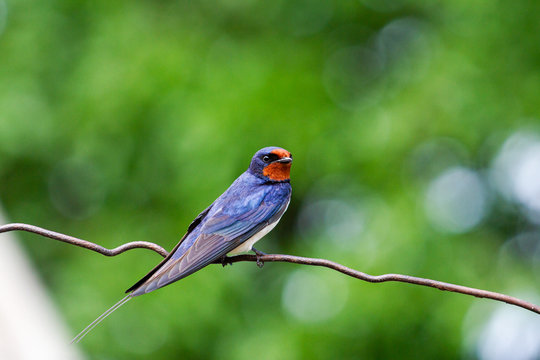 Barn swallow beautiful wild bird