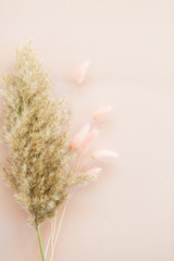 Dried flowers on pink background, copy space, pampa grass and bunny tail grass