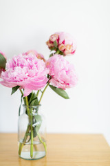 Bright pink peonies in vase on table, white background