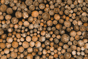 Wood stack log pile texture of cut round trees tree slices