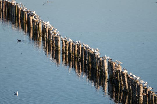 white seaguls sitting on a line od wooden piles in a lake