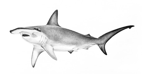 hammerhead shark illustration. hand drawn sketch of hammerhead shark swimming. Dangerous scary animal wildlife drawing. Powerful fierce symbol concept. Shark isolated on white background. - obrazy, fototapety, plakaty