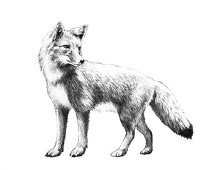 Fox sketch. Hand drawn fox illustration in pencil. Red fox standing isolated on white background. - 309066026