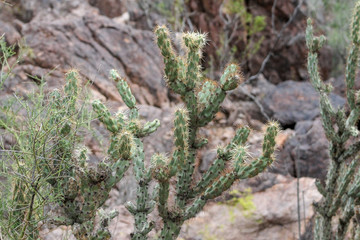 cactus in the desert 
