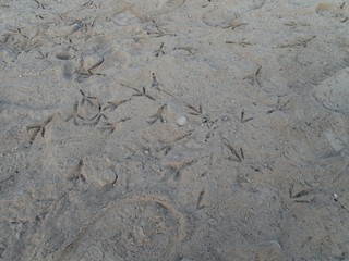 traces of birds on a dusty river coast