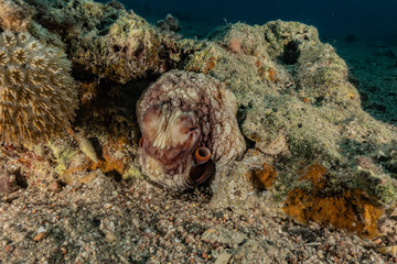 Octopus king of camouflage in the Red Sea, eilat israel 