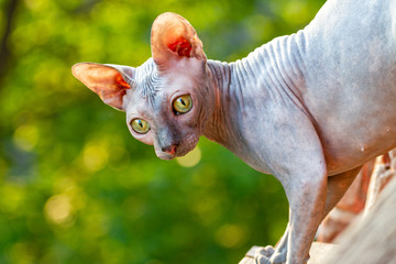 Sphynx cat in spring looks from the apartment to the street