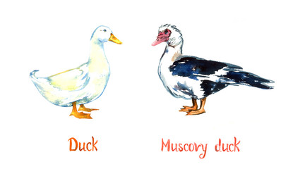 Fototapeta premium White Domestic and South American Muscovy duck standing on green meadow, hand painted watercolor illustration design element for invitation, card, print, posters