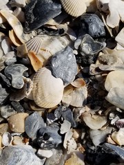 beach, sea, nature, stones, shell, stone, texture, pebble, rocks, pebbles, rock, shells, abstract, natural, sand, gravel, brown, ocean, pile, oyster, ground, pattern, food, smooth, water