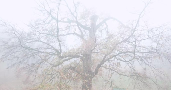 Lonely bare tree in the fog. Autumn park