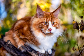 Naklejka na ściany i meble Very big red maine coon kitten sitting on tree in forest on summer spring day.