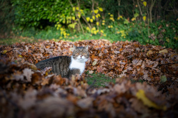 tabby white british shorthair cat standing in a circle pile of autumn leaves looking at camera curiously