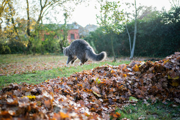 blue tabby maine coon cat outdoors in the back yard jumping over a pile of autumn leaves