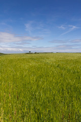 Fototapeta premium green field and blue sky