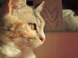 cat with eyes