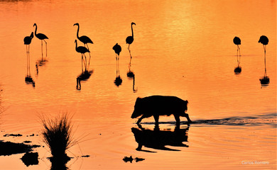 Jabalí en la marisma de Doñana