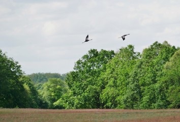Kraniche fliegen über Bäume