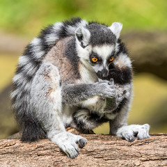 Katta
