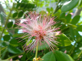 Isolated Monkey pod tree flower (trembesi) natural background