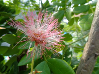 Isolated Monkey pod tree flower (trembesi) natural background