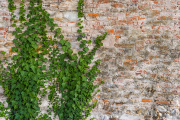 Natural floral abstract background of an old wall with a green plant and copyspace