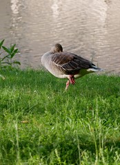 Ente auf einem Bein am Seeufer