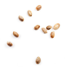 Cannabis seeds isolated on a white background.