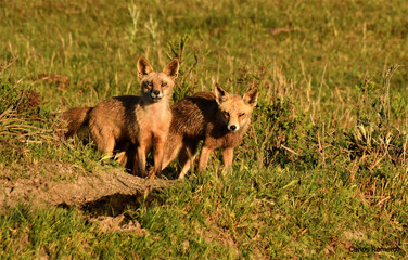 Pareja de zorros