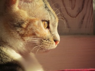 cat with eyes