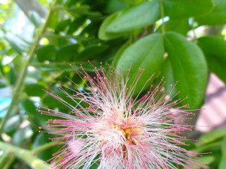 Isolated Monkey pod tree flower (trembesi) natural background