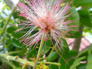 Isolated Monkey pod tree flower (trembesi) natural background