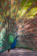 Fototapeta premium Peacock making his wheel with his beautiful plumage
