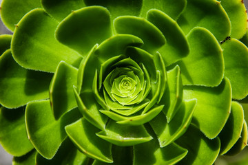 Close up abstract of a succulent plant